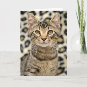 Tarjeta del Tabby de Brown del rescate del gato de