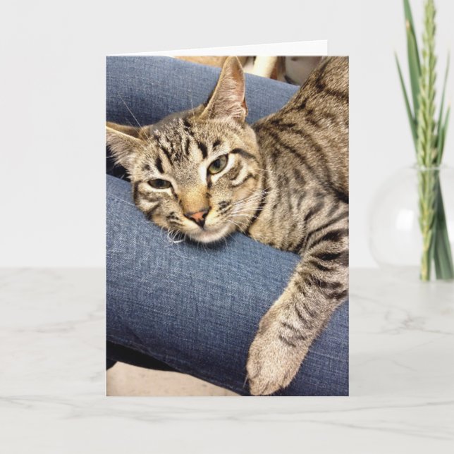 Tarjeta del Tabby del gris de plata del rescate (Anverso)
