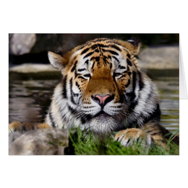 Tarjeta del Tigre de Zambar (Anverso (Horizontal))