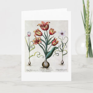 Tarjeta Del Tulipa de Perfica aperta no, Tulipa Polyanthos