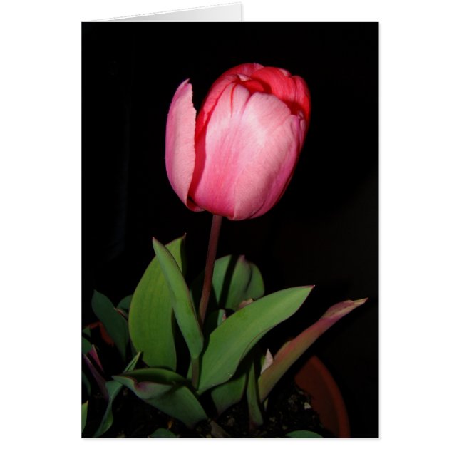 Tarjeta del tulipán (Frente)