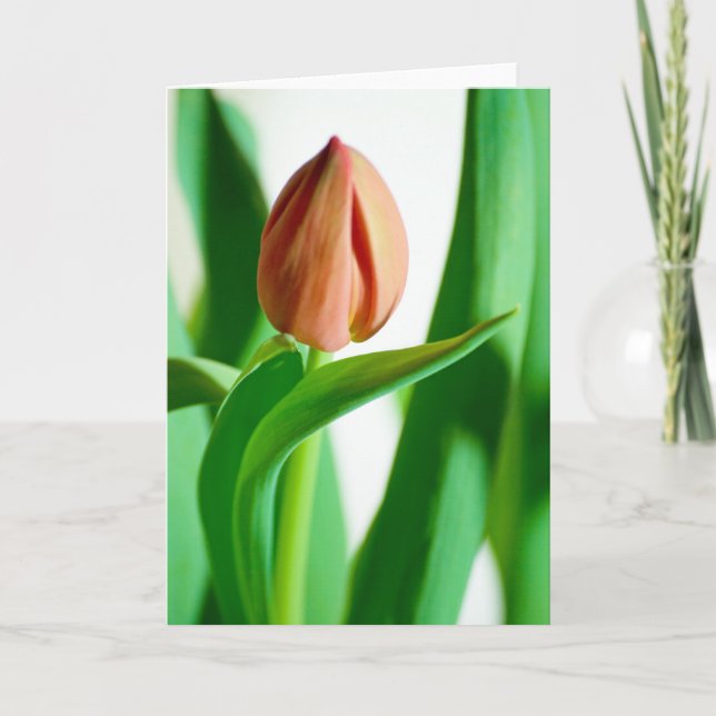 tarjeta del tulipán del lala (Anverso)