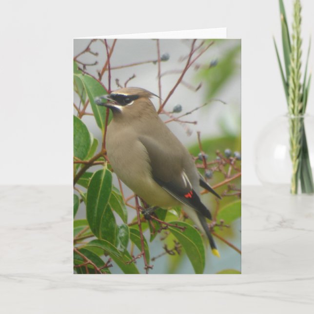 Tarjeta del Waxwing de cedro (Anverso)