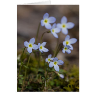 Tarjeta del Wildflower de la primavera de Bluets