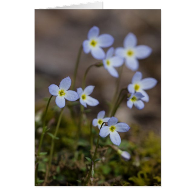 Tarjeta del Wildflower de la primavera de Bluets (Frente)