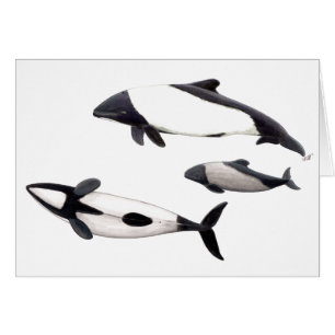 Tarjeta Delfin de Commerson o tonina ovejera