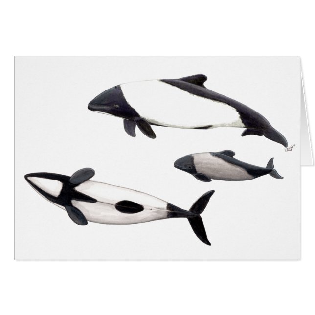 Tarjeta Delfin de Commerson o tonina ovejera (Anverso (Horizontal))