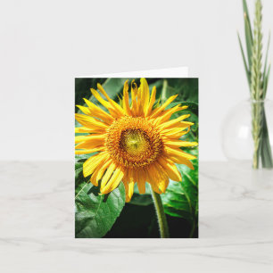 Tarjeta Delicia de Girasol
