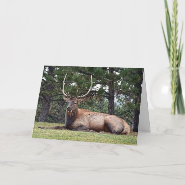 Tarjeta Desangramiento de los alces de toro (Anverso)