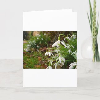 Tarjeta Descensos de la nieve