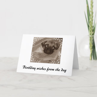 Tarjeta Deseos de cumpleaños del perro
