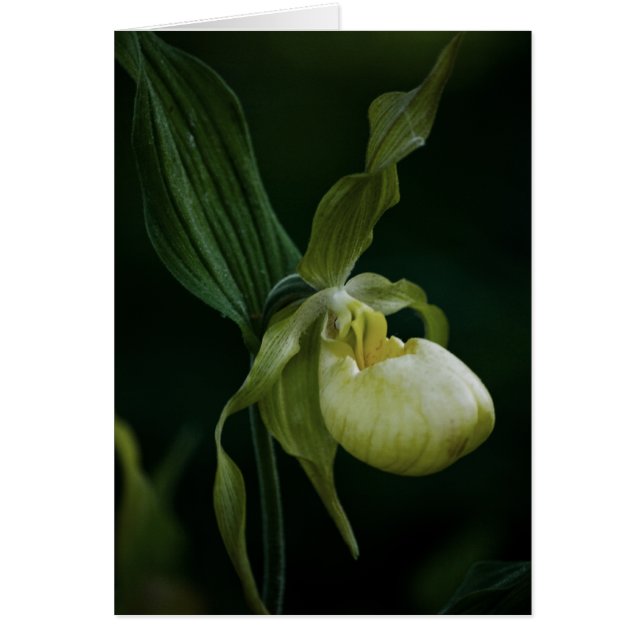 Tarjeta deslizante amarilla (Frente)