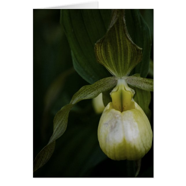 Tarjeta deslizante amarilla 2 (Frente)