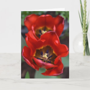 Tarjeta Despertar la primavera, Tulips