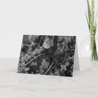 Tarjeta Detalle de uvas, pañero Vineyard, Napa, 1966