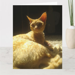 Tarjeta devon rex naranja