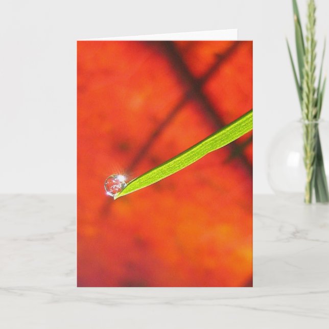 Tarjeta Dew Drop om Green Grass Mediación Pacífica (Anverso)