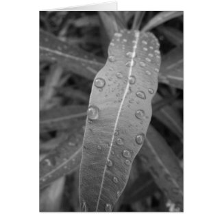 Tarjeta Dew Drops