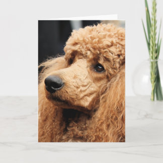 Tarjeta Día 2010 #19 del caniche