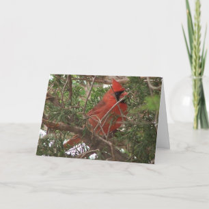 Tarjeta Día cardinal, maravilloso masculino