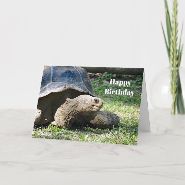Tarjeta Día de cumpleaños de la foto de Wildlife Tortoise (Anverso)