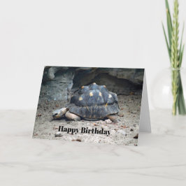 Tarjeta Día de cumpleaños de la foto del reptil Tortoise d