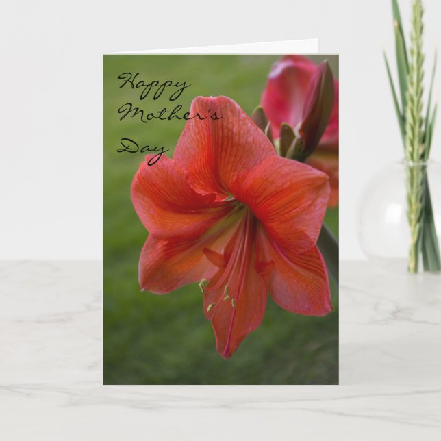 Tarjeta Día de la Madre de Amaryllis (Anverso)