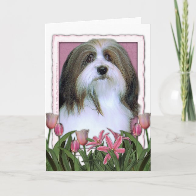 Tarjeta Día de la Madre - tulipanes rosados - Havanese (Anverso)