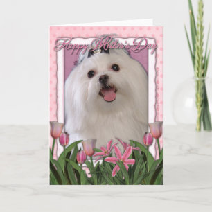 Tarjeta Día de la Madre - tulipanes rosados - maltés