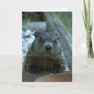 Tarjeta ¡Día de la Marmota!