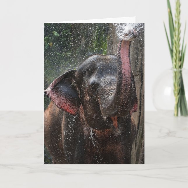 TARJETA DÍA DE NACIMIENTO DE ELEFANTE FOTOGRAFÍA (Anverso)