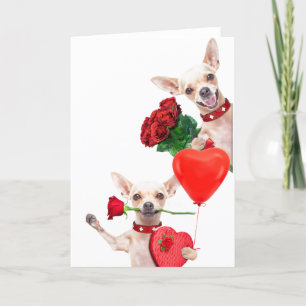 Tarjeta Día de San Valentín Chihuahuas divertidos y lindos