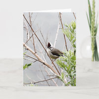 Día del Pelo Bueno/Día de Aves Yuhina Taiwán