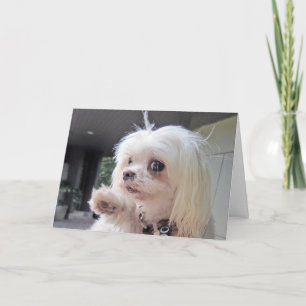 Tarjeta Día del Pelo Malo