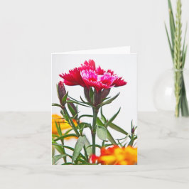 Tarjeta Dianthus Flower