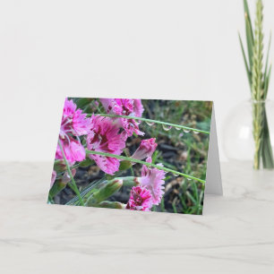 Tarjeta Dianthus Rosa Simpático Con Gotitas De Agua