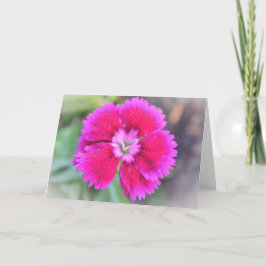Tarjeta Dianthus rosado dulce jardín de William Gertie