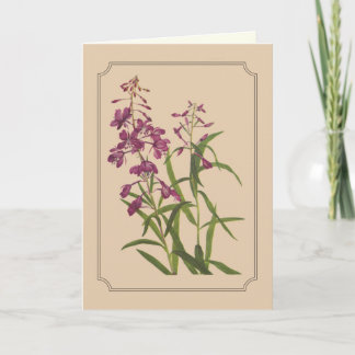 Tarjeta Dibujo botánico del vintage del Fireweed salvaje