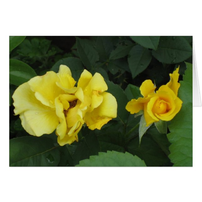 tarjeta diem (Anverso (Horizontal))