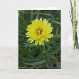 Tarjeta Diente de león Notecards (espacio en blanco de
