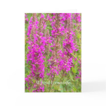 Difundir Mis Alas Y Volar: Felicidades