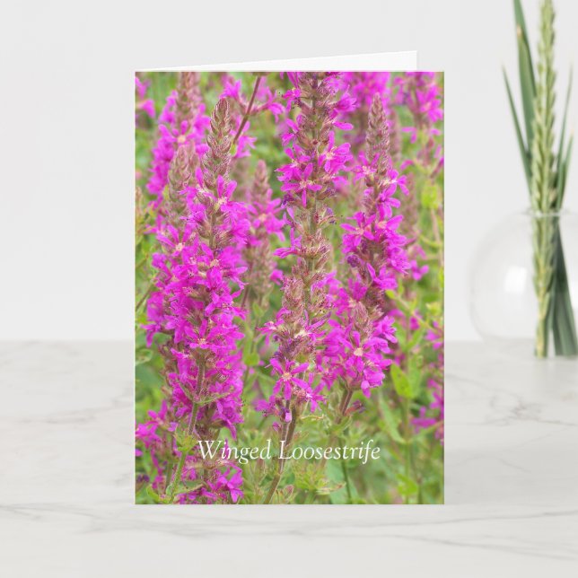 Tarjeta Difundir Mis Alas Y Volar: Felicidades (Anverso)