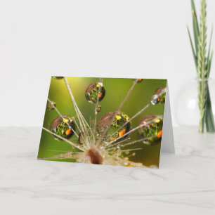 Tarjeta Diluetas De Agua Y Dandelión