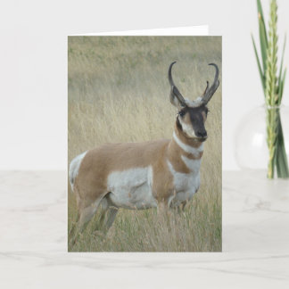 Tarjeta Dineral del antílope de A9 Pronghorn