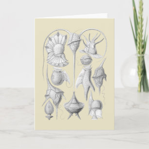 Tarjeta Dinoflagellates