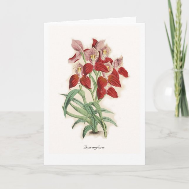 Tarjeta Disa uniflora (Anverso)