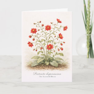 Tarjeta Distracta dispersissima - La Flor Escindida