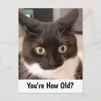 Tarjeta divertida de cumpleaños con gato blanco y