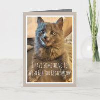 Tarjeta divertida de cumpleaños de gatito gris de 