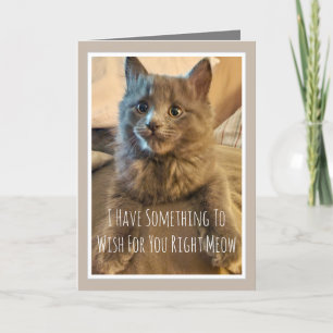 Tarjeta divertida de cumpleaños de gatito gris de 